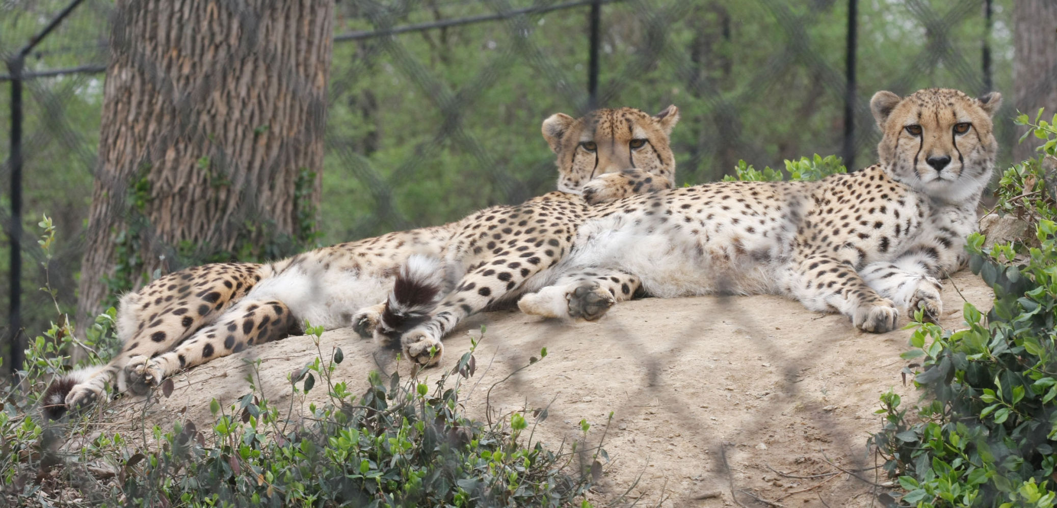 Resting Cheetahs
